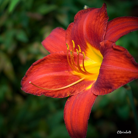 Day Lilly