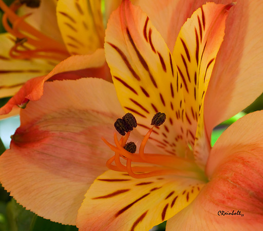 Tiger Lilly